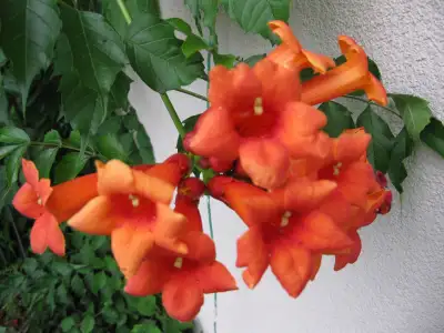 Trumpet Vine - Orange Blooms - $10 Richmond Hill, View more