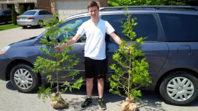 *** CEDAR HEDGE TREES *** FREE DELIVERY *** SPRING IS THE PERFECT TIME TO PLANT!!! *** PLANTING SERV...