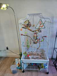 Conure and full setup. Need gone ASAP