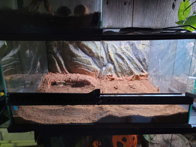 Various Tanks for Sale in Reptiles & Amphibians for Rehoming in Oshawa / Durham Region - Image 2