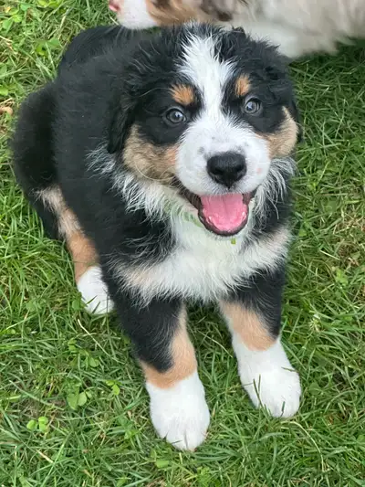 Australian shepherds puppies 4 left, View more