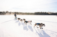 ISO - Land for Sled Dogs