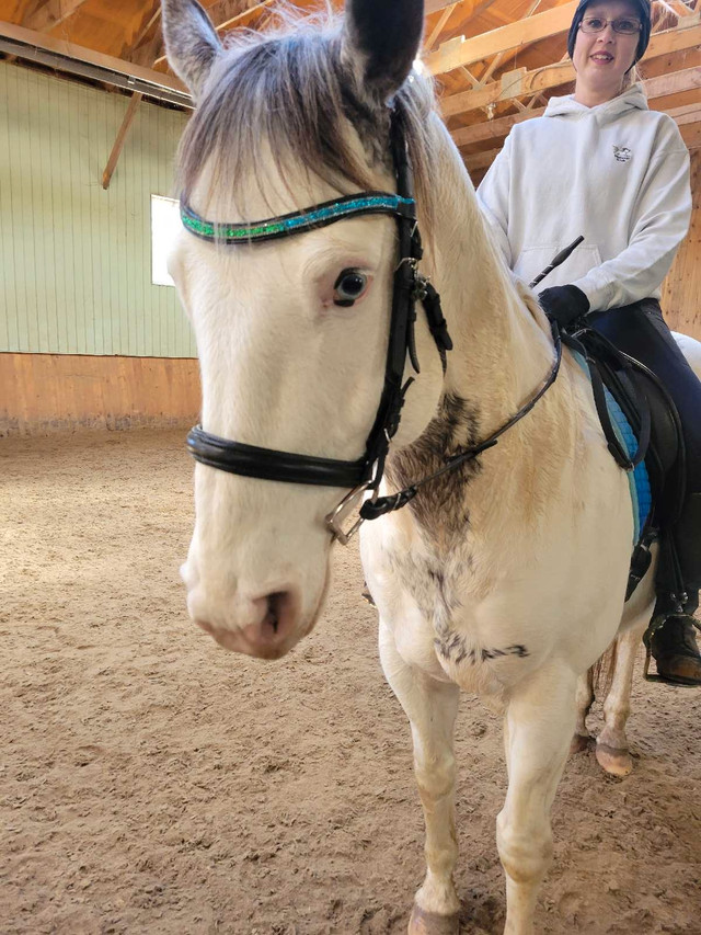 Horse for Part Board in Horses & Ponies for Rehoming in Oakville / Halton Region