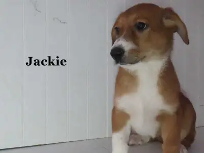 Collie Shepherd mix puppies , View more