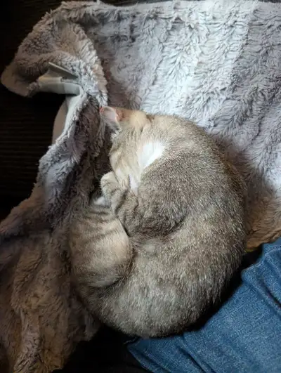 Lovely kitten needs New home., View more