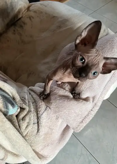 4 chatons nés le 11 janvier 2025 Très très colleux Seront tous vacciné 2x vermifugé micro pucé et st...