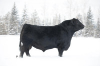 Private Treaty Registered Black Angus Yearling & 2 Yr Old Bulls