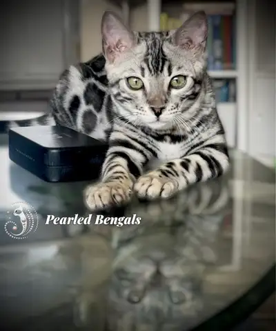 Show Quality Silver Bengal Kitten, View more