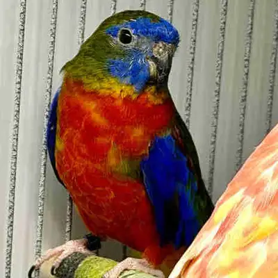 Turquoisine Grass Parakeet, View more