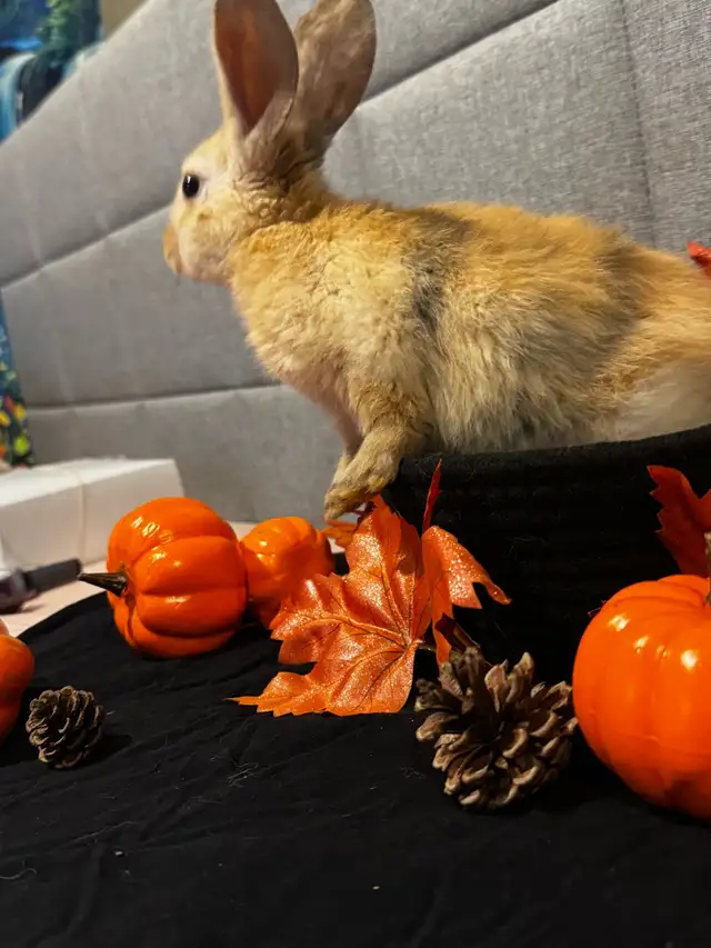 babies rabbits | Small Animals for Rehoming | Cambridge | Free local ...