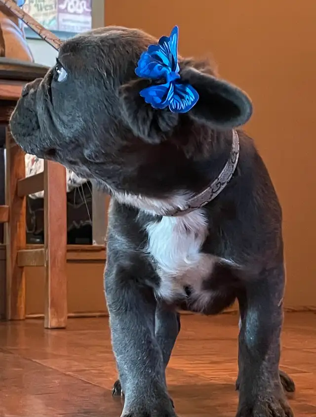 French Bulldog Puppy Blue Fluffy in Dogs & Puppies for Rehoming in Edmonton - Image 11