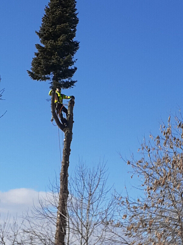 Nice Guy for 'Higher', arborist services in Lawn, Tree Maintenance & Eavestrough in Thunder Bay - Image 3