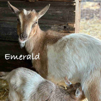 Nigerian Dwarf Goats and Kids