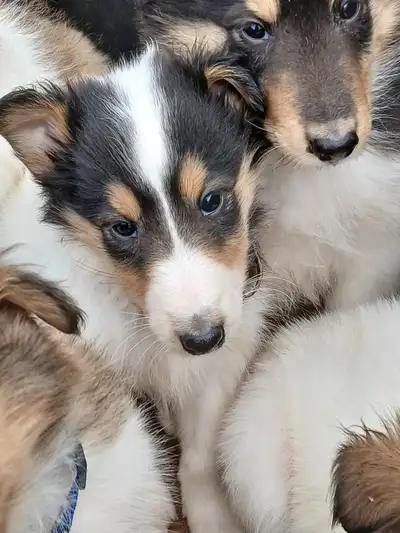 Beautiful coloured Rough Collie pups (Lassie), View more