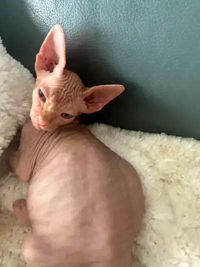 Sphynx kittens, View more