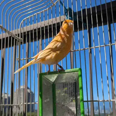 2 Canaries with Cage + Accesories, View more