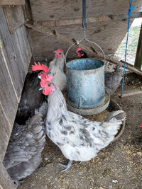 Pure Canadian Breese BBS day old chicks