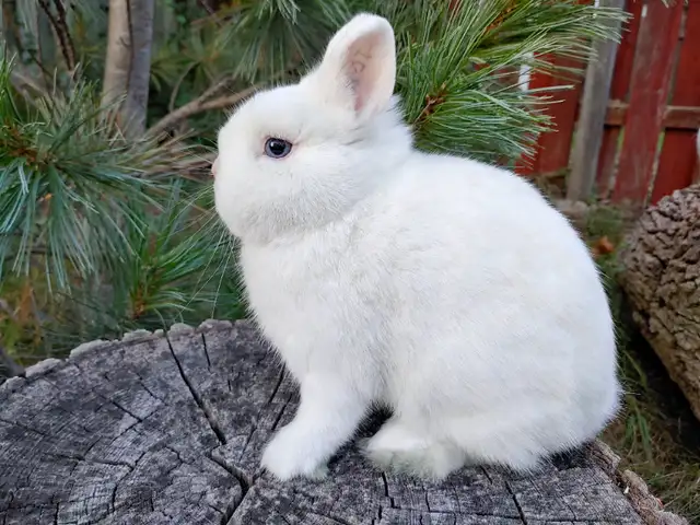 EXTRAORDINARY BABY BLUE-EYED WHITE NETHERLAND DWARF BUNNY RABBIT in Small Animals for Rehoming in City of Toronto - Image 5