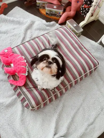 Shihtzus available, View more