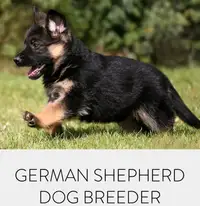 German Shepherd Puppies/Berger Allemand Chiots