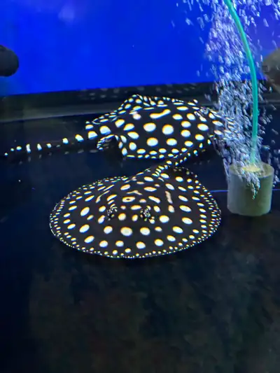 Black Diamond stingrays, View more