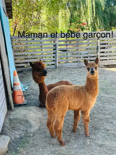 Alpaga (lot prix modifié), View more