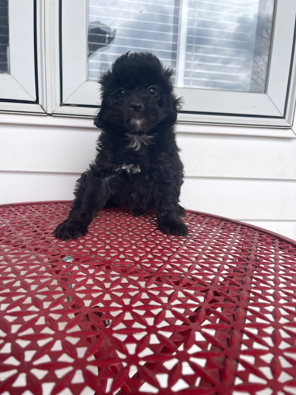 Cockapoo puppy in Dogs & Puppies for Rehoming in Markham / York Region - Image 2