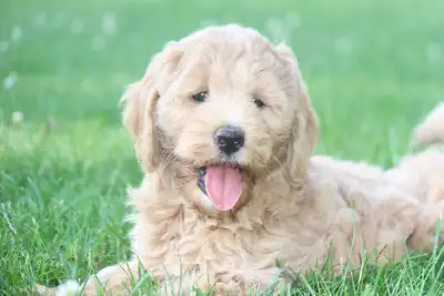 Hello! We have a beautiful litter of 3 lovely, female Goldendoodles looking for there forever homes....