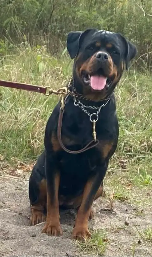 CKC Reg'd Rottweiler Puppies in Dogs & Puppies for Rehoming in Brantford - Image 5