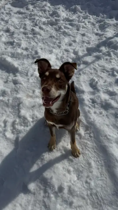 Australian Shepard & Husky Mix 11-Month Old Puppy for Rehoming, View more