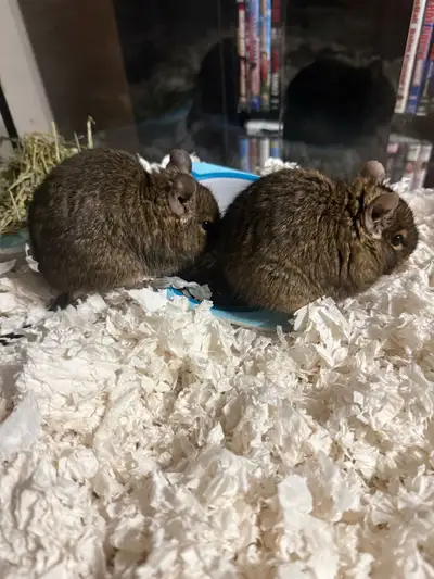2 Male Degus, View more