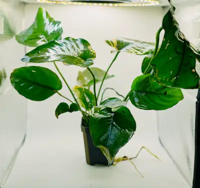 Giant anubias aquarium plant, View more