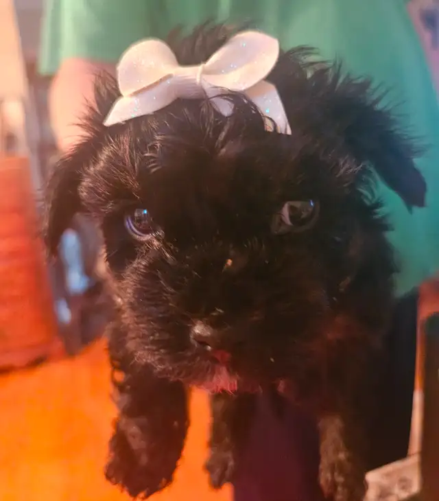 PUREBRED QUALITY YORKIE BY REGISTERED AND EXPERIENCED BREEDER in Dogs & Puppies for Rehoming in City of Toronto - Image 2