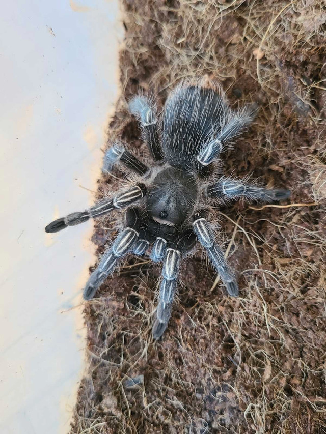 Tarantulas for sale! (READ DESCRIPTION PLS) in Reptiles & Amphibians for Rehoming in City of Toronto - Image 3