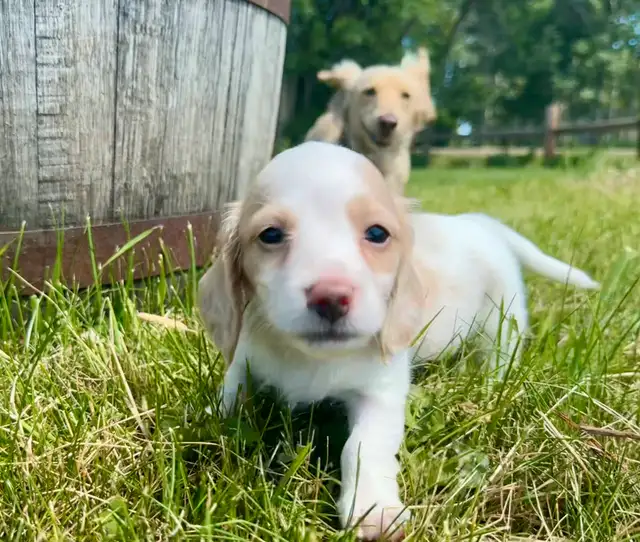 Dachshund puppies in Dogs & Puppies for Rehoming in St. Albert - Image 9