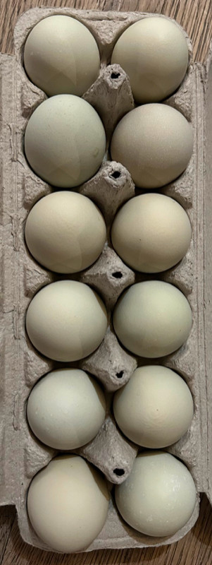 Oeufs (poule) fécondés assorties dans Animaux de ferme  à Drummondville - Image 3