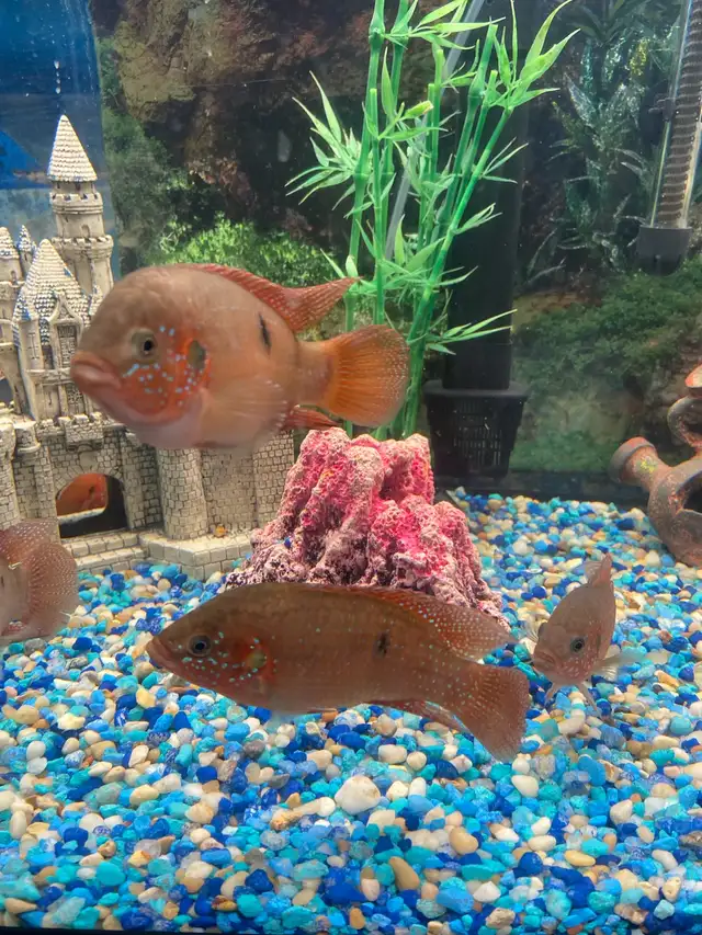 African Cichlids  in Fish for Rehoming in City of Toronto - Image 5