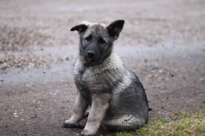 *1 male left*  Norwegian Elkhound puppy