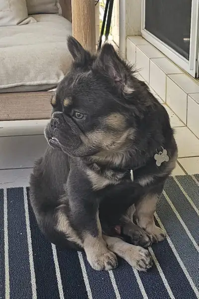 King Ranch aka Kona Bear AKC reg. Stud Fluffy Frenchie, View more