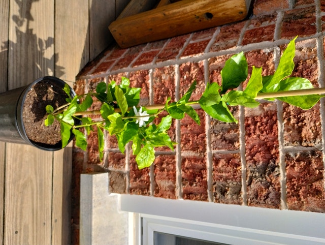 Healing Jasmine Trees Plants, Fertilizer & Soil Mississauga / Peel Region Kijiji