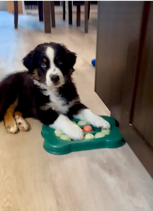 Chiot 10 semaines Bergers Australiens standard CKC in Dogs & Puppies for Rehoming in Gatineau - Image 9