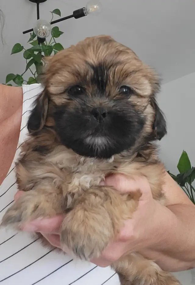 ❤️ BEAUTIFUL TOY SHIH POO PUPPIES ❤️ CKC BLOODLINES in Dogs & Puppies for Rehoming in Ottawa - Image 8