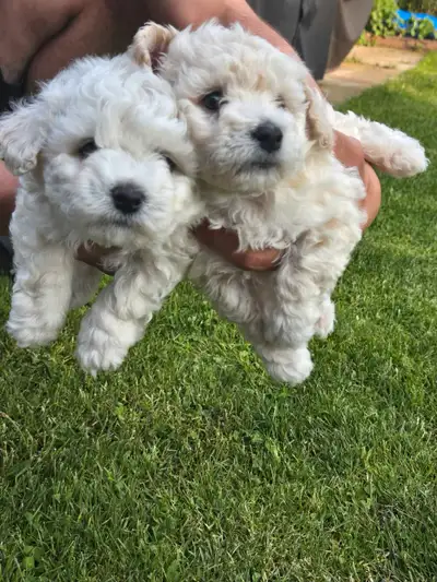 Bishon Frise puppies are for sale. They are hypoallergic and non-shading. One male and one female ar...