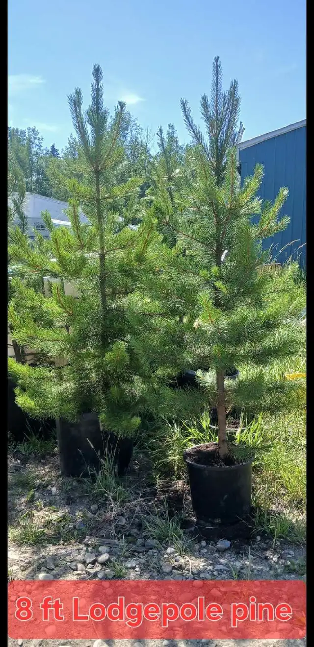 8ft lodgepole pine fall season sale in Plants, Fertilizer & Soil in Edmonton - Image 4