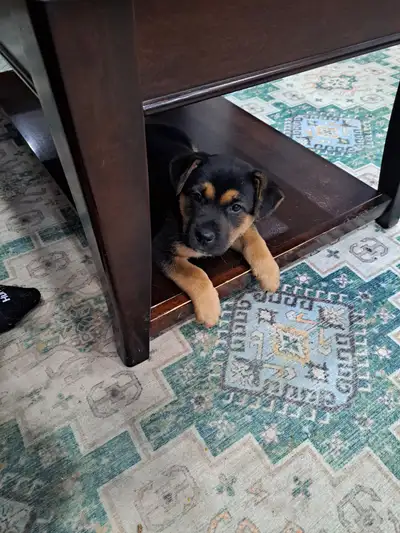 Shepherd Mix Puppies, View more