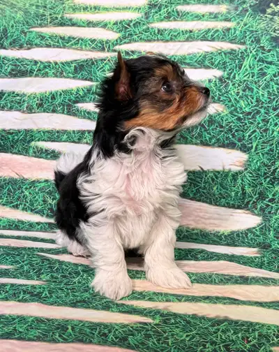 Perfect Boy Biewer Terrier, View more