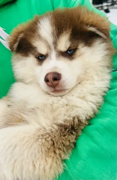 Puppies! Ready now, View more