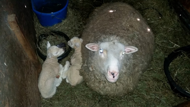 2020 Ewe with Twins at side Ewe and Ram. in Livestock in Hamilton - Image 2