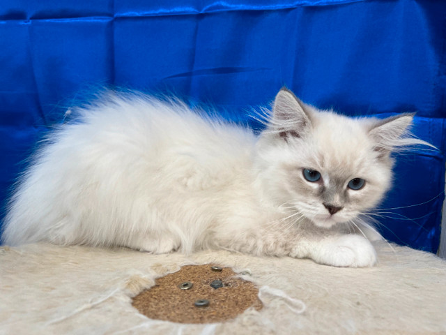 WONDERFUL REGISTERED PUREBRED RAGDOLL - NEUTERED - 1 LEFT in Cats & Kittens for Rehoming in Delta/Surrey/Langley - Image 4