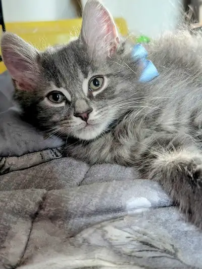 Croisement Sibérien Russe bleu Chatons sociables 1- Azur – l'Aristochat mackerel tabby bleu Intellig...